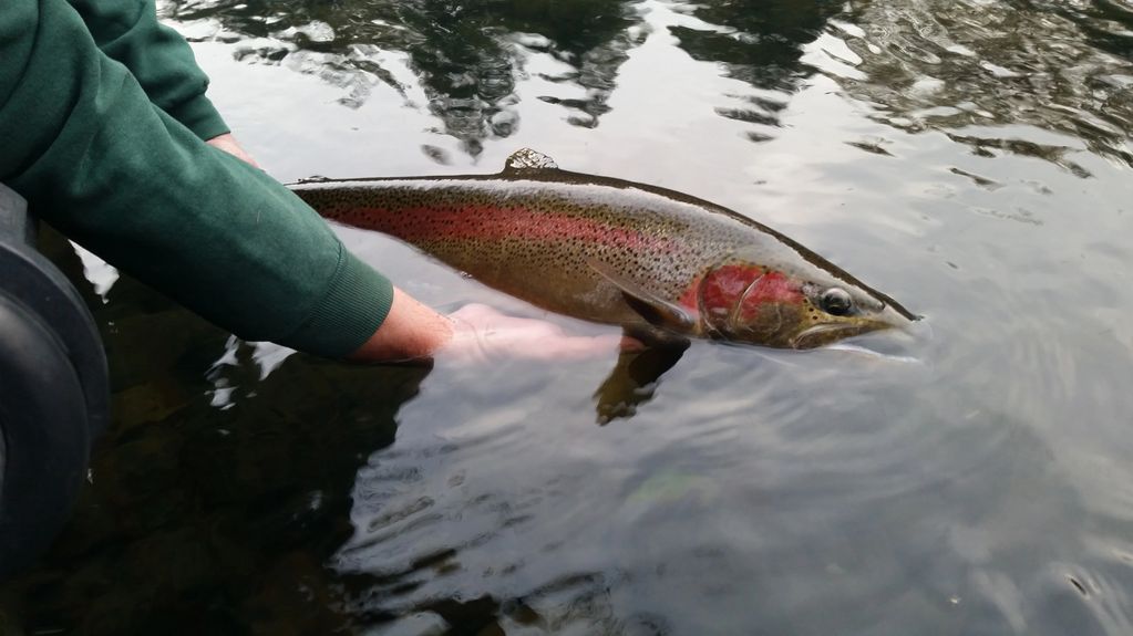 mckenzie-river-fishing-guide-fishing-with-ferris-guide-service